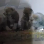 ルパン三世の画像