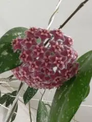 セサミ