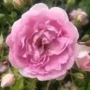 Rose..&Yの画像