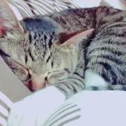 モコモコ