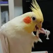 さゆもʕ•ᴥ•ʔ