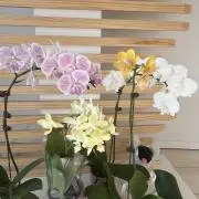 flowerの画像
