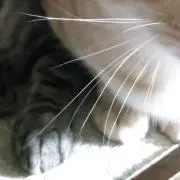 カイの画像