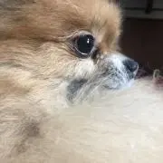 たかじぃの画像