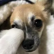 じゅいち
