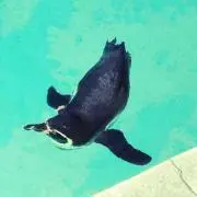 sonicの画像