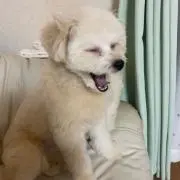 いずみの画像