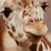 giraffeの画像