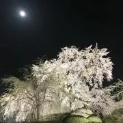 tatsu