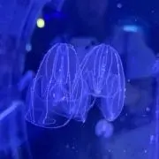 kokoの画像