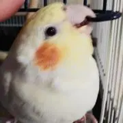 みかんの画像