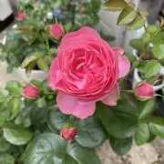 薔薇が咲いた