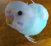 pikoの画像