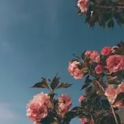 Rの画像