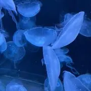 こっちゃんの画像