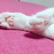 アポの画像