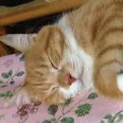 まひろの画像