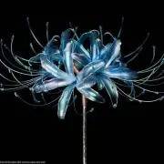 蒼桜  絵を描く人の画像