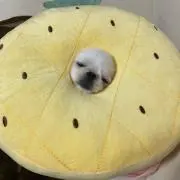 たん。しおの画像