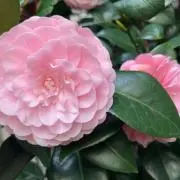 ぱ！