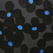 blueの画像