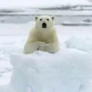 金木犀