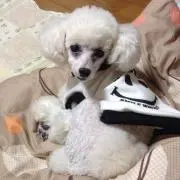 モコプーの画像