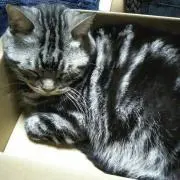 ぽっぽ