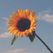 なな