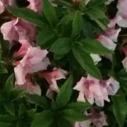 KOTO×MAKIの画像