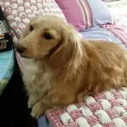 さくら