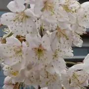 さっちんの画像
