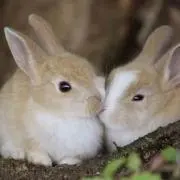 うさぎ
