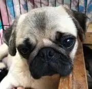 もっすーの画像