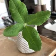 ココナウの画像