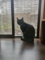 林檎の画像