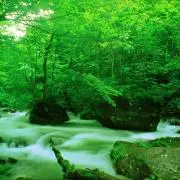 puranoriの画像