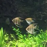 あさりの画像