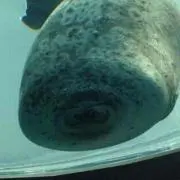 きあ