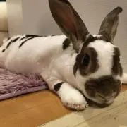 ぱんPの画像