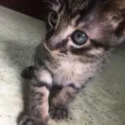 ジユウの画像