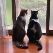 みーばう