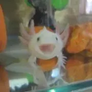 まんちきんの画像