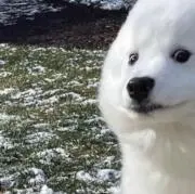 ハルピーの画像