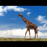 giraffeの画像
