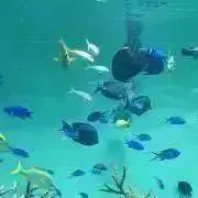ぽぽの画像