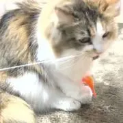 やまの画像