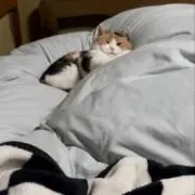 ぷんの画像