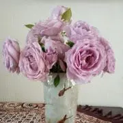 ❁Rose❁の画像