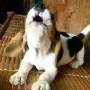 くまのママ★★★★の画像